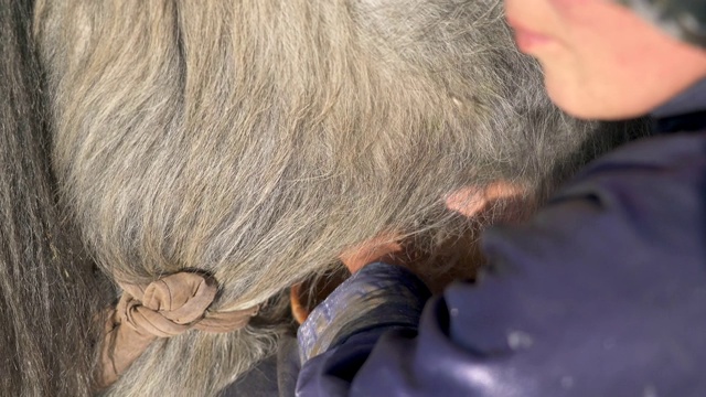 藏族妇女在挤她的长毛牦牛视频素材