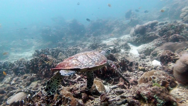 极度濒危物种玳瑁海龟(Eretmochelys imbricata)游泳在水下珊瑚礁视频素材