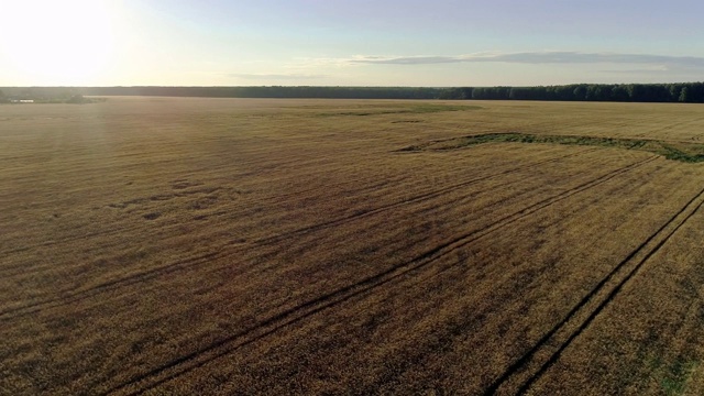 在阳光明媚的早晨，金色的麦田在乡村秋天的风景中飞翔视频素材