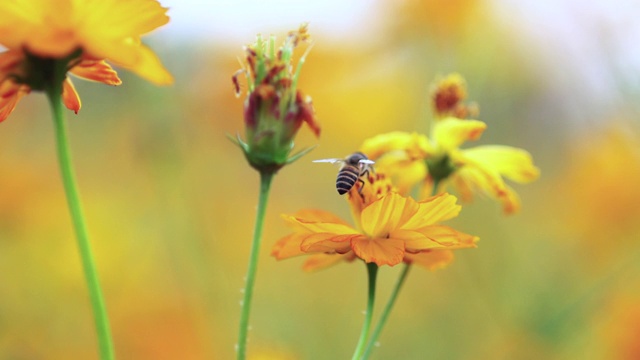 一只蜜蜂在花上视频下载