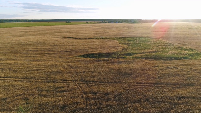 飞过金色的麦田在秋天的夕阳和农场的背景视频素材