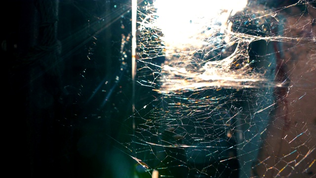 黑色背景上的宏观蜘蛛网或蜘蛛网视频素材