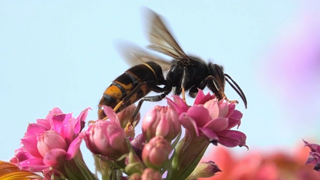 大黄蜂的翅膀视频素材