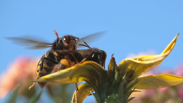 蜜蜂黄蜂黄蜂视频素材