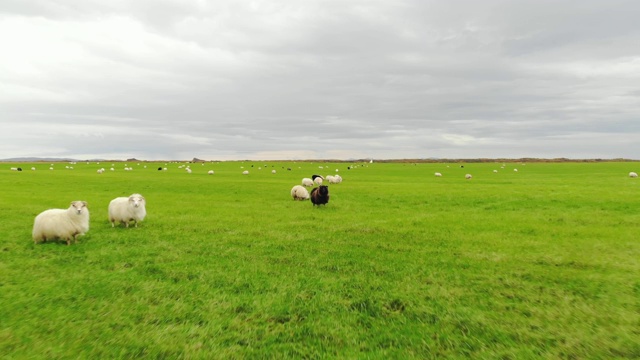 鸟瞰图，冰岛绵羊在绿色草地上吃草视频下载