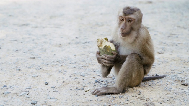 顽皮的猕猴或吃或喂，在树上和地上的植物、种子和水果。视频下载