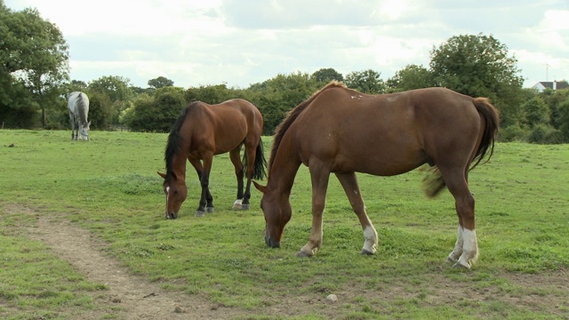 三匹马在农田里视频素材