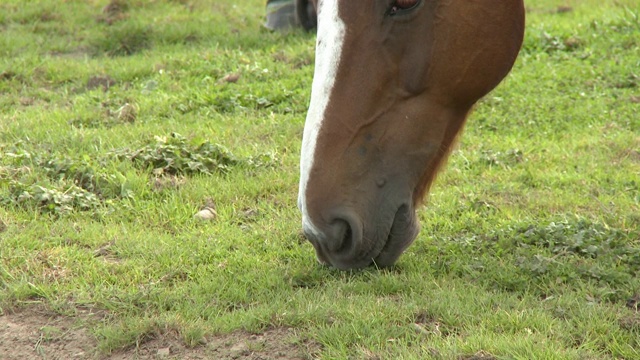 两匹马在吃草视频素材