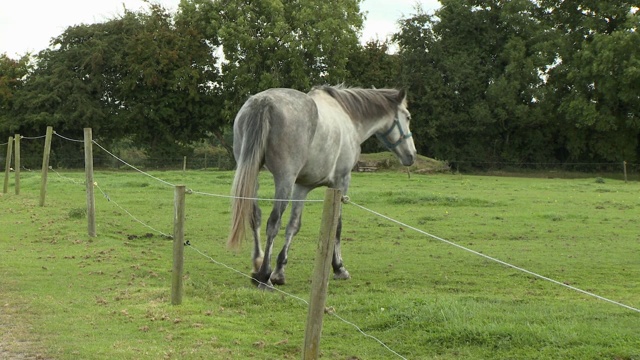 马在篱笆边吃草视频素材