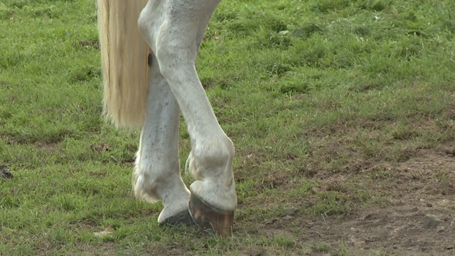 马，从腿到头扫描视频素材