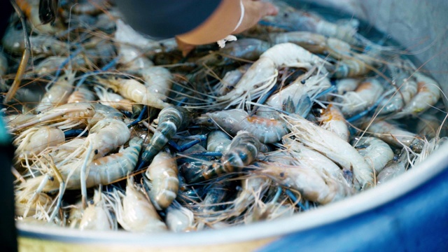 鲜虾海鲜在鱼市出售。视频下载