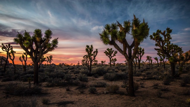 日落时的奥舒厄树沙漠景观视频下载