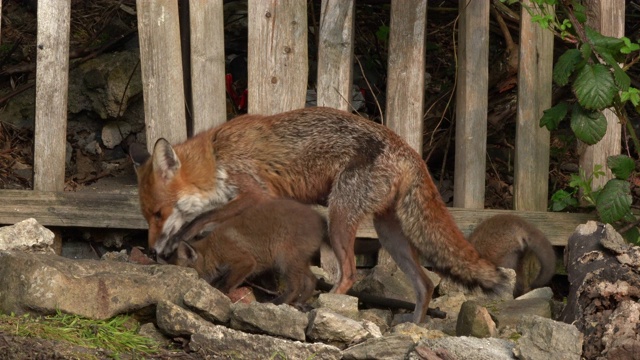 赤狐(vulpes vulpes) -亲密的4K镜头的赤狐雌狐狸和两个幼崽视频下载
