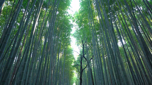 日本的竹林。在日本京都的岚山旅游度假户外旅行的高大树木。自然公园里高大的树木。自然景观背景。视频素材