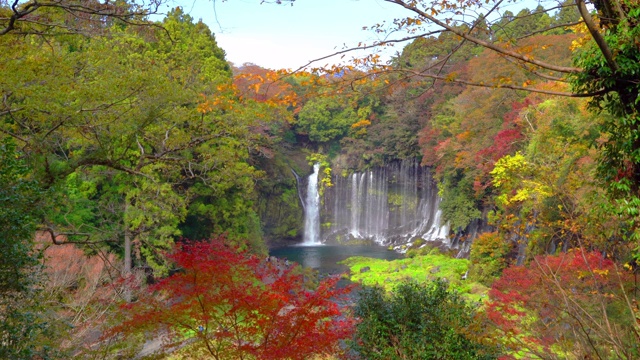 Shiraito瀑布。山梨县藤川口子附近的枫叶或秋叶。五颜六色的树在日本与蓝色的天空。自然景观背景。视频素材