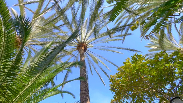 在棕榈树下旋转4k慢镜头60fps视频素材