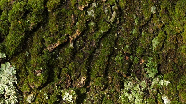 被苔藓和地衣覆盖的橡树树皮视频素材