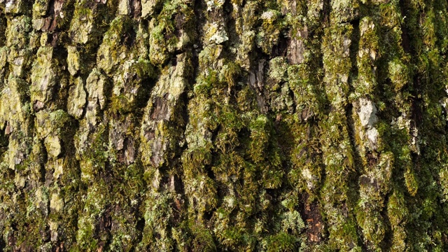 被苔藓和地衣覆盖的橡树树皮视频素材