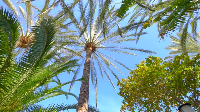 在棕榈树下旋转4k慢镜头60fps视频素材