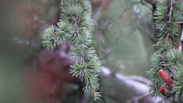 一个模糊的背景上的松树枝的近距离视图视频素材