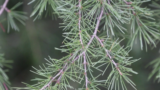一个模糊的背景上的松树枝的近距离视图。圣诞节的背景视频素材