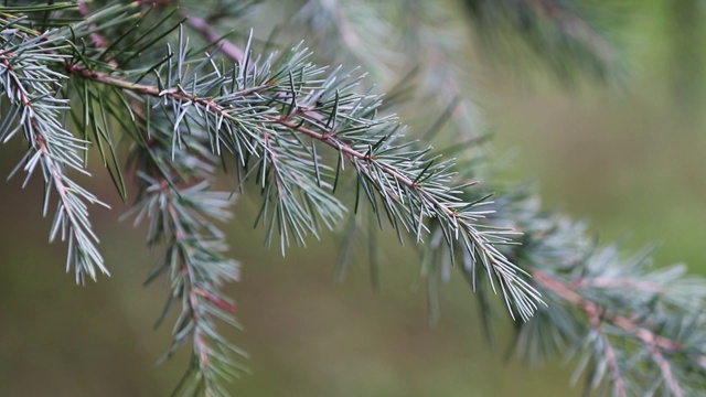 一个模糊的背景上的松树枝的近距离视图。圣诞节的背景视频素材