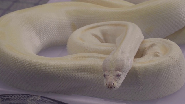 大的黄色的python视频下载