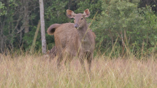 泰国Khao Yai国家公园草地上的鹿视频素材