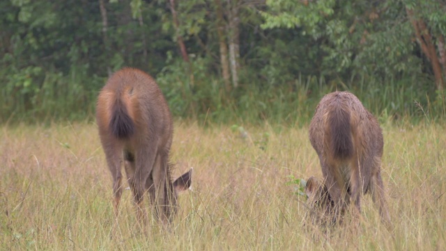 泰国Khao Yai国家公园草地上的鹿视频素材
