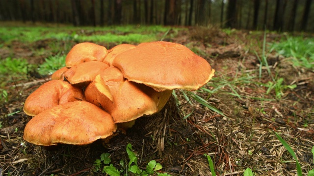 一群蘑菇在松林与雨。mp4视频素材