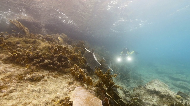 慢动作:海景在浅水珊瑚礁在加勒比海附近的库拉索岛与柳珊瑚/海扇和潜水员视频素材