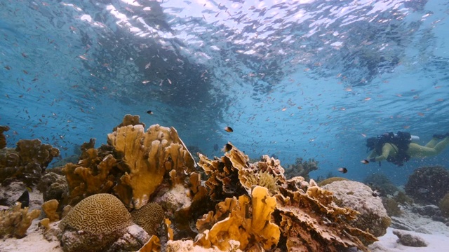 加勒比海珊瑚礁浅水海景/库拉索岛，有潜水员，鱼和珊瑚视频素材