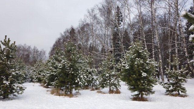 冬天的森林景观。小毛绒绒的圣诞树。视频下载