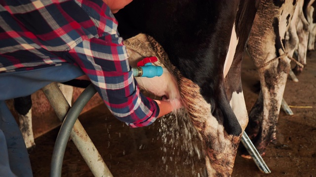 农妇在农场里清洗牛奶。职业生涯农业、农民。真正的牛奶农场亚洲泰国。挤奶管理程序一用清水洗净。慢动作视频下载