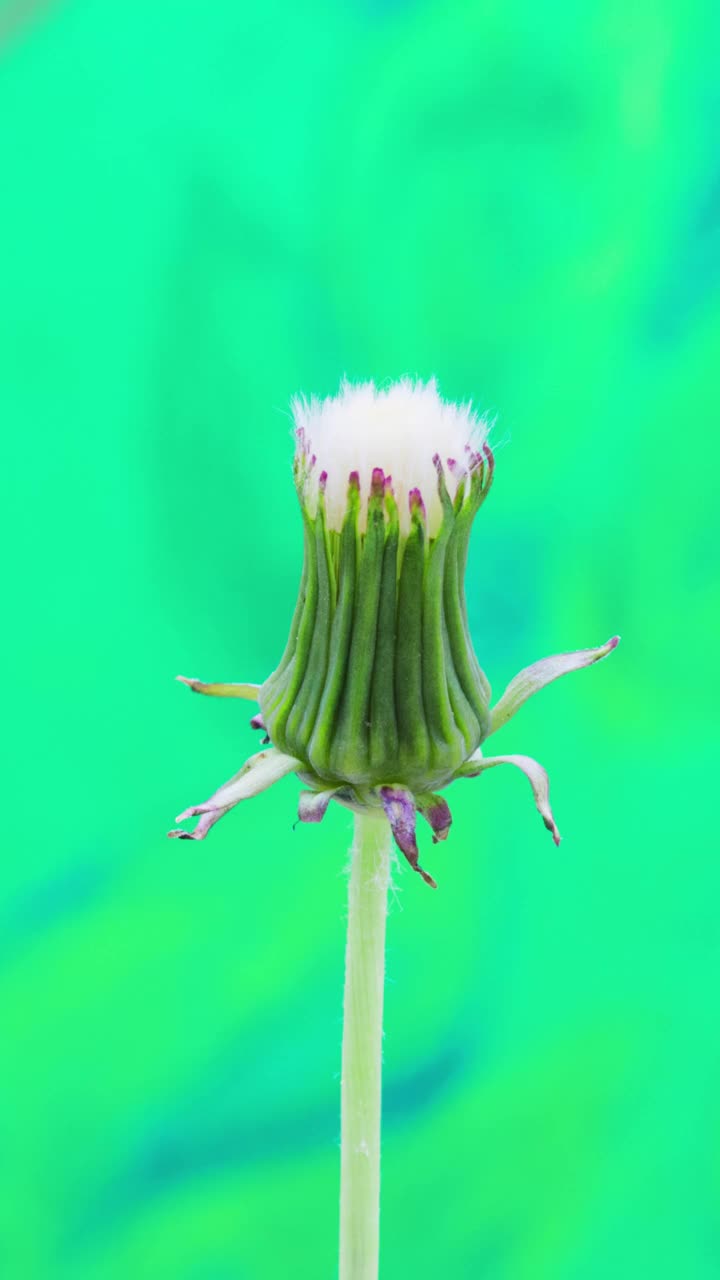 一个蒲公英花开花生长在绿色背景上的4k垂直时间间隔。蒲公英盛开的花朵。垂直时间推移比例在9:16手机和社交媒体就绪。视频素材