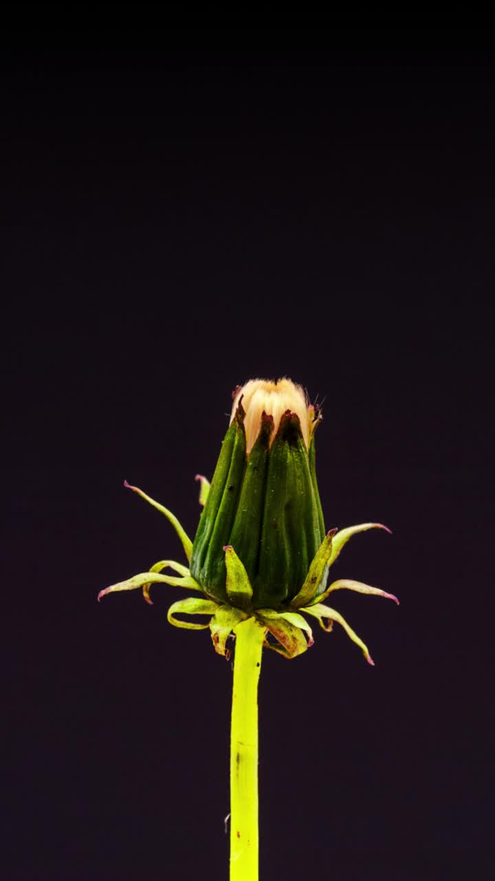 4k垂直时间间隔的蒲公英花盛开和生长在一个黑色的背景。蒲公英盛开的花朵。垂直时间推移比例在9:16手机和社交媒体就绪。视频素材