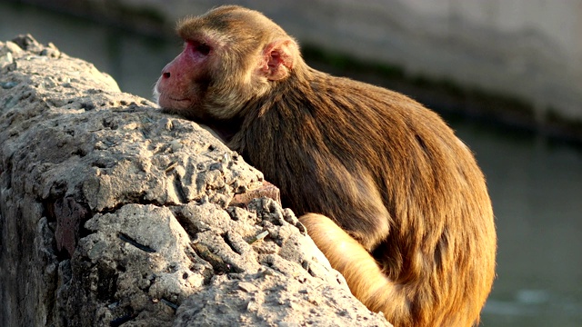 印度新德里，猕猴躺在墙上视频下载