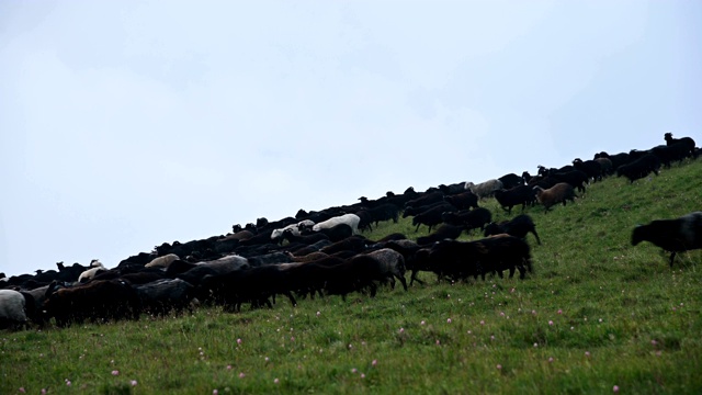 在一个多云的日子里，在灰色的背景下，一大群黑色的绵羊从山上的牧场上跑下来。养殖绵羊的概念视频下载