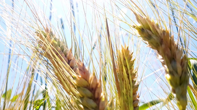 可耕地里的麦秸视频素材