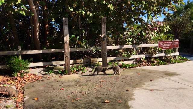 在迈阿密地区比斯坎湾州立公园海滩看到浣熊家族。视频下载