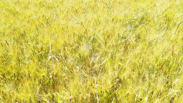 可耕地里的麦秸视频素材