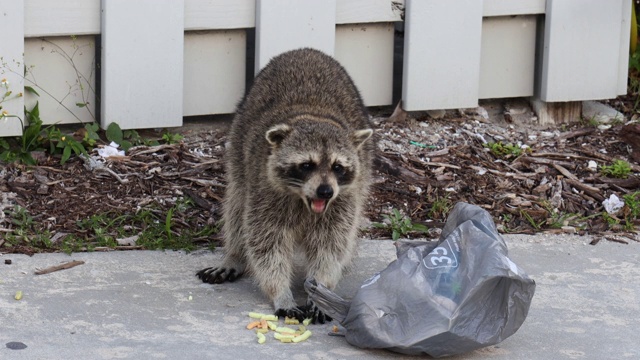 迈阿密比斯坎湾州立公园，一只浣熊从垃圾里偷食物。视频下载