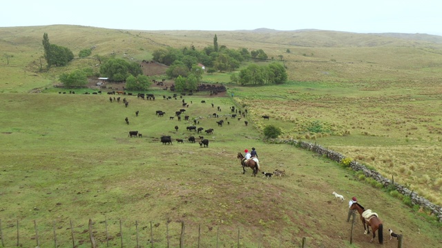 阿根廷牧人带着狗和牧群返回牧场视频下载