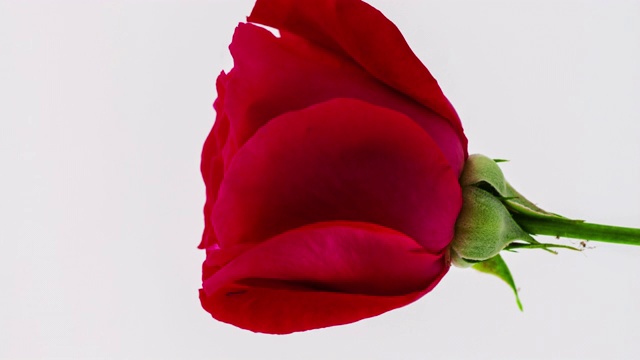4k垂直时间间隔的玫瑰花盛开和生长在一个白色的背景。蔷薇盛开的花朵。垂直时间推移比例在9:16手机和社交媒体就绪。视频素材