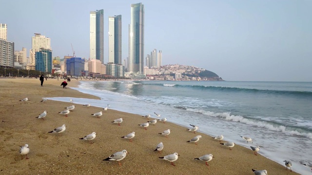 韩国釜山海云台海滩上的海鸥视频下载