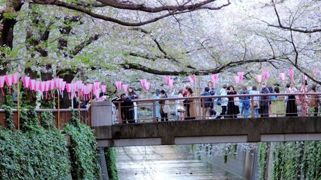 樱花在日本东京目黑河落下，慢镜头视频素材