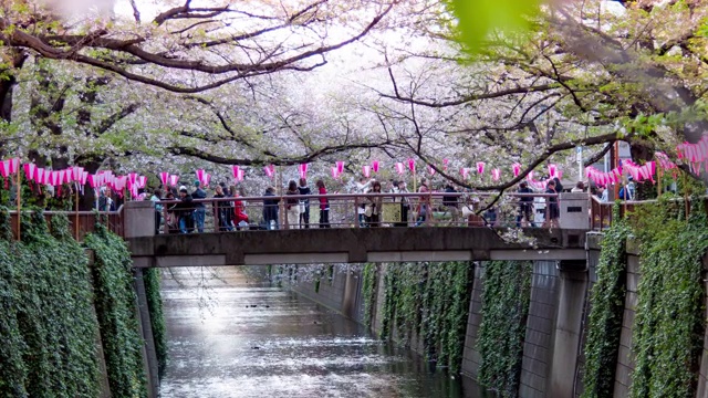 樱花在日本东京目黑河落下的时间流逝视频素材
