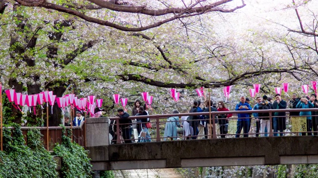 樱花在日本东京目黑河落下的时间流逝视频素材