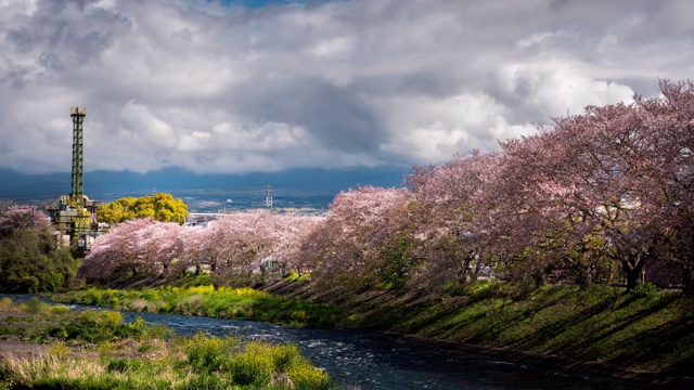 樱花盛开在日本富士山，时光流逝运动视频下载