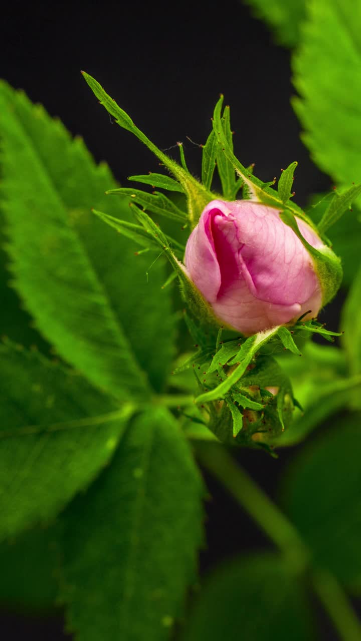 4k垂直时间间隔的玫瑰开花和生长在一个黑色的背景。蔷薇盛开的花朵。垂直时间推移比例在9:16手机和社交媒体就绪。视频素材